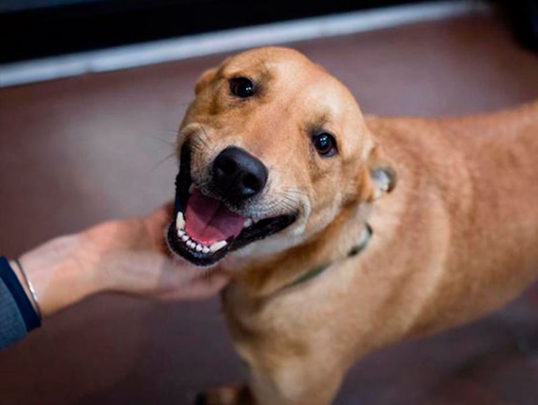 Adote Um Cachorro Vira Lata Caminha De Cachorro Loja