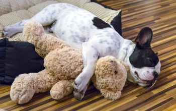 Caminha de cachorro: Como fazer meu cachorro dormir nela?