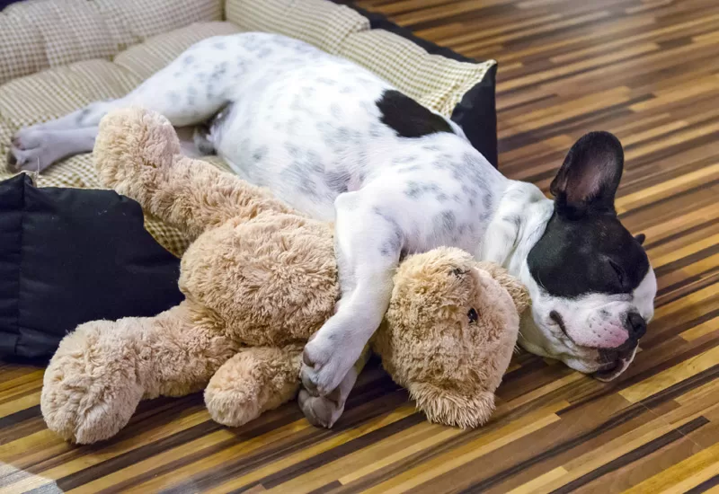 Caminha de cachorro: Como fazer meu cachorro dormir nela?