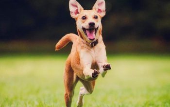 cachorro feliz