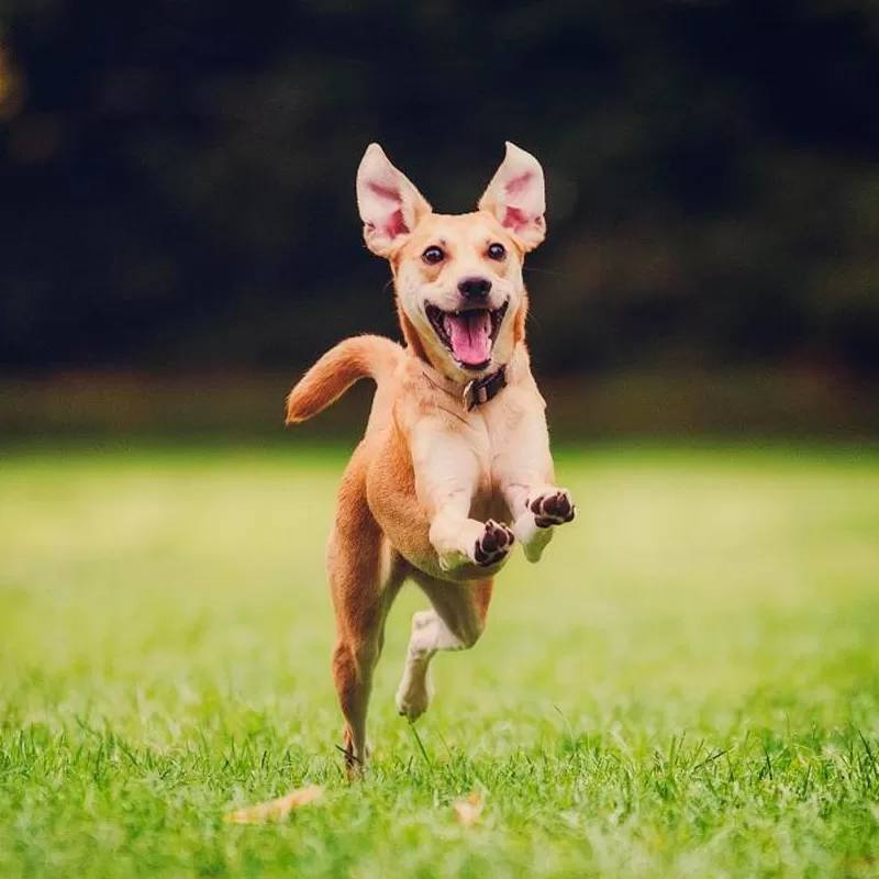 cachorro feliz