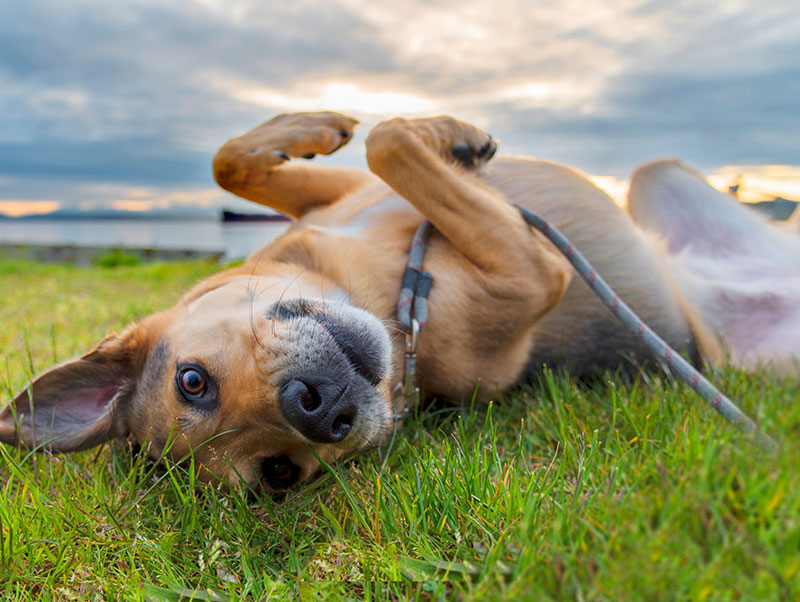 Adote um cachorro vira-lata!