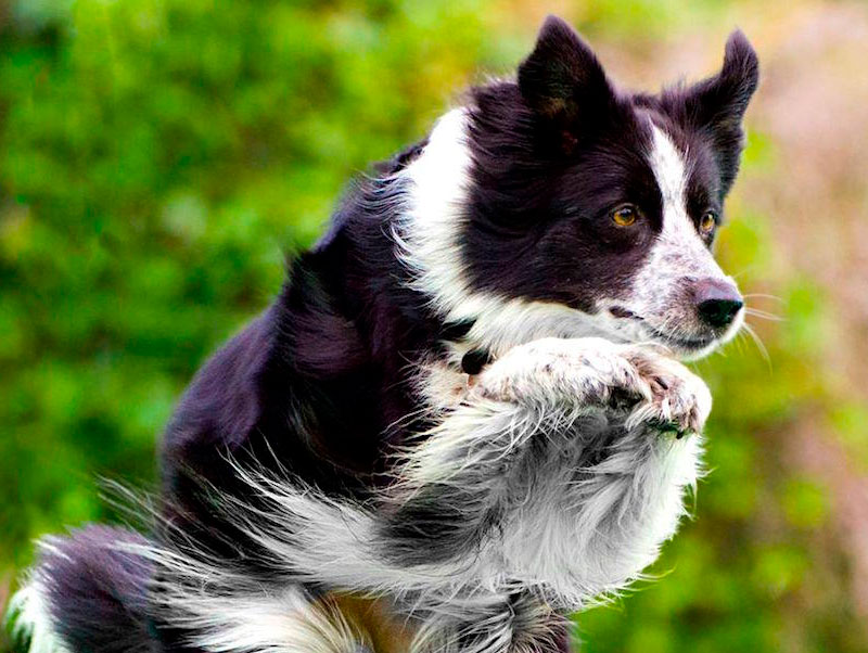 Border Collie 