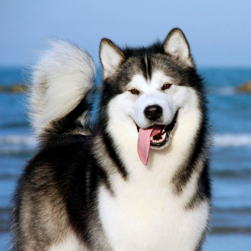 Husky Caminha de cachorro