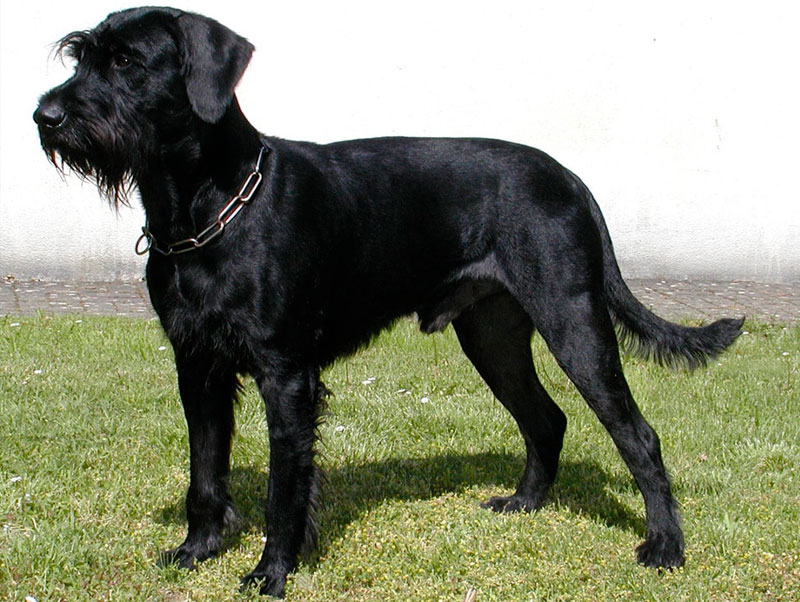 Schnauzer gigante