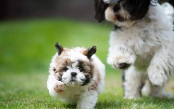 Conheça a raça shih tzu