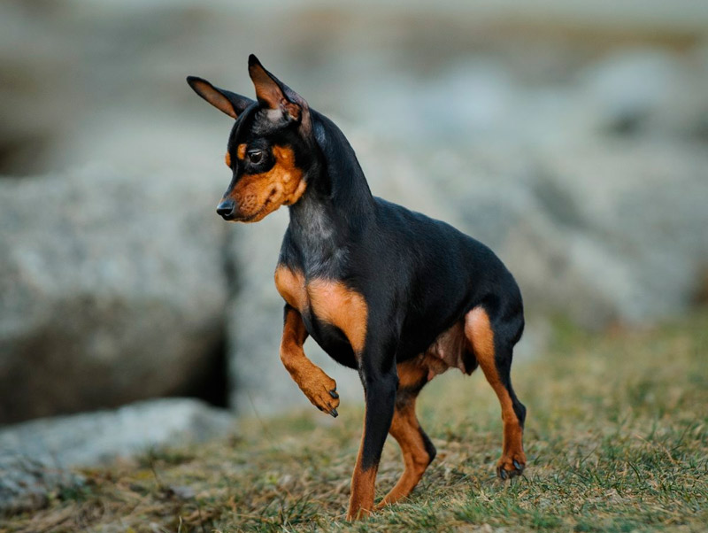 Conheça a raça Pinscher