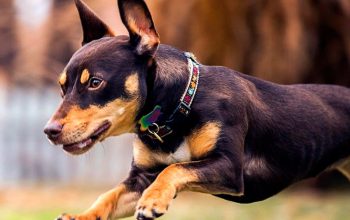 Raça Pinscher