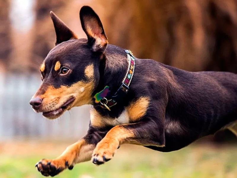 Raça Pinscher