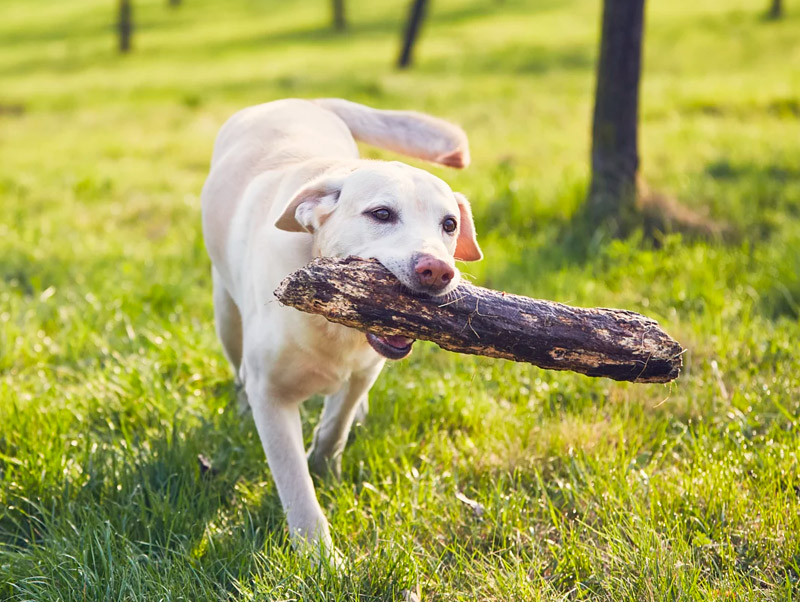 Labrador, um cão cheio de energia