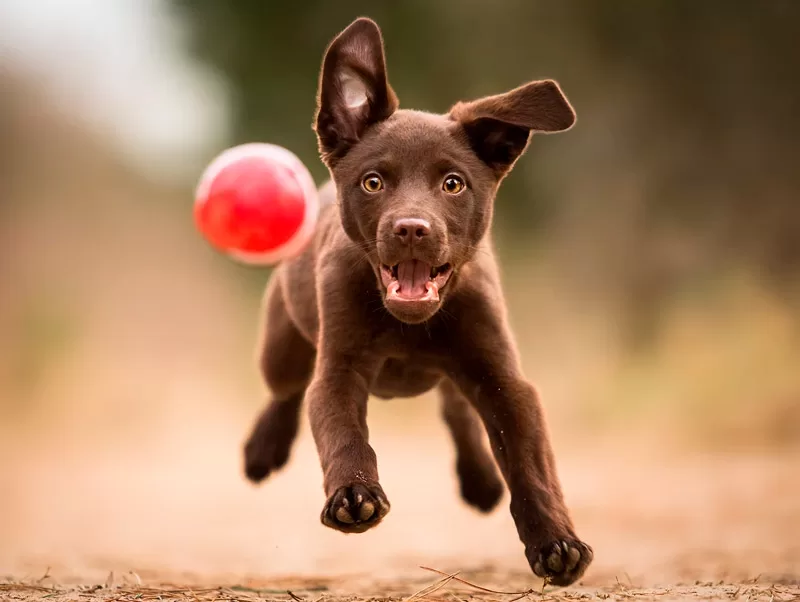 Conheça a raça Labrador