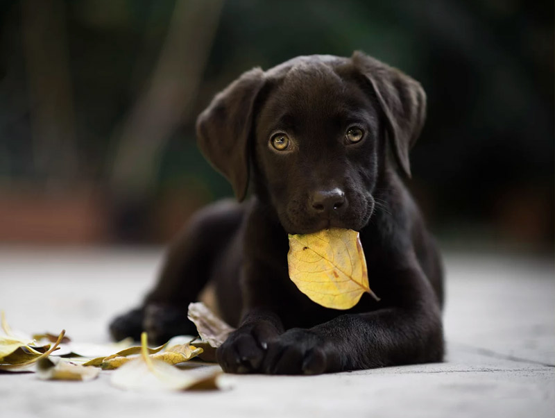 Filhote de labrador