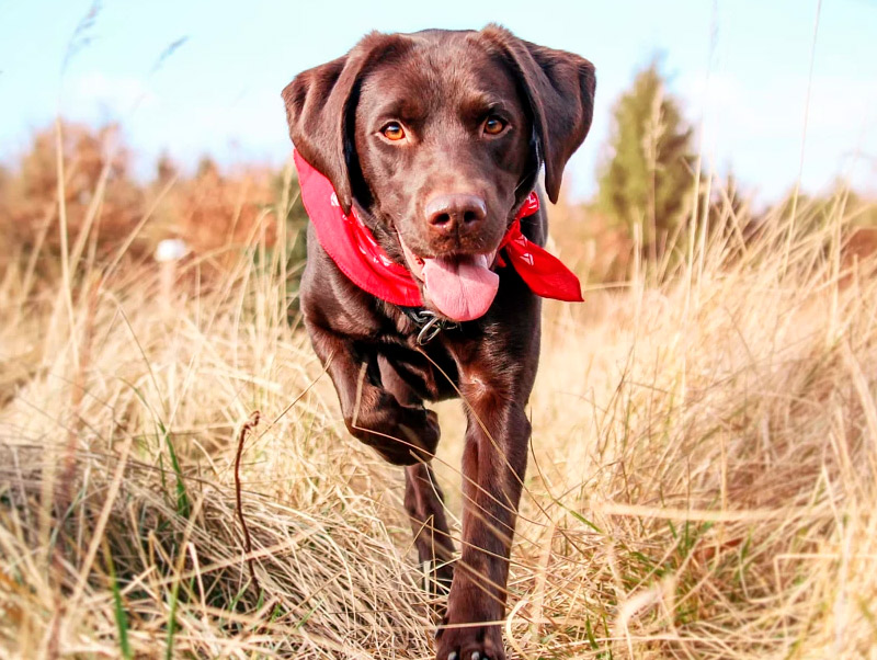 Labrador marrom