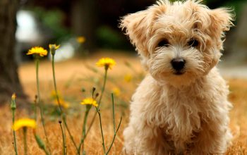 Raça de cachorro Yorkshire