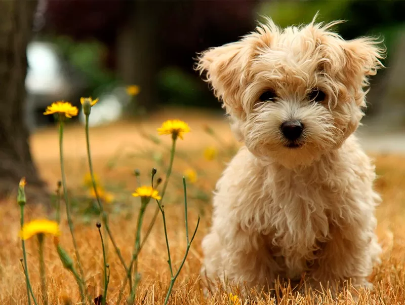 Raça de cachorro Yorkshire