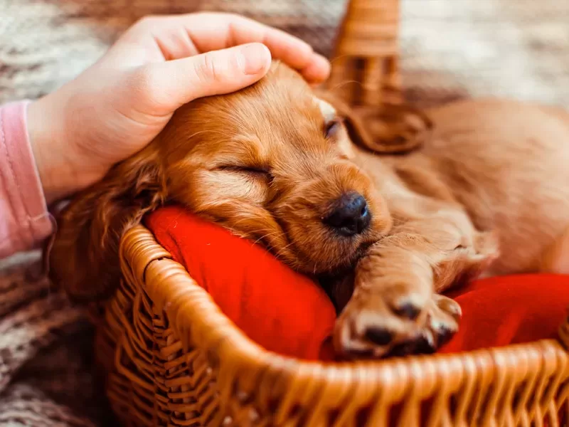 Qual o melhor lugar para o cachorro dormir?